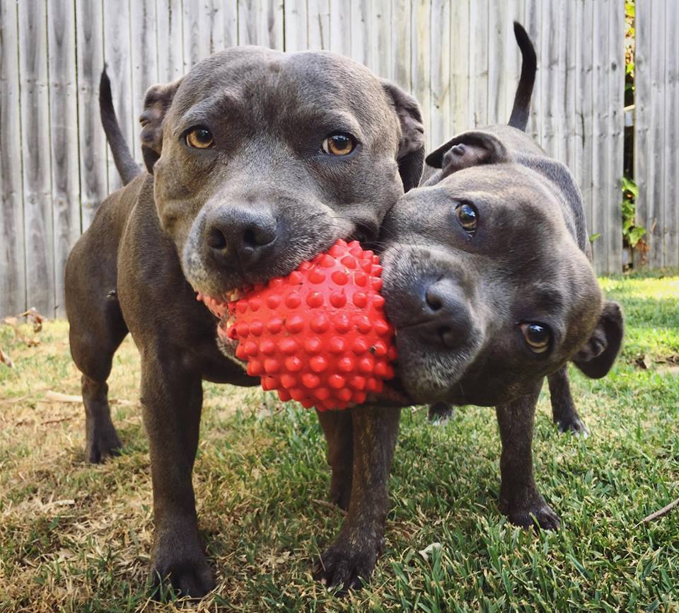 indestructible dog toys for staffies