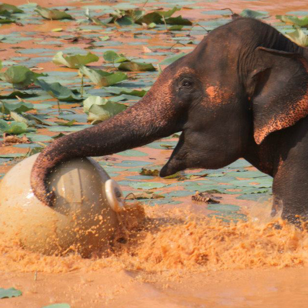 A baby elephant having fun playing with a large tough ball zoo animal toy.