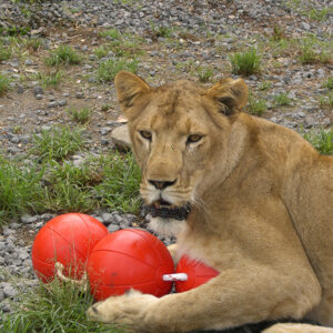 Lion playing with a custom 3 ball on a rope enrichment toy for zoo animals