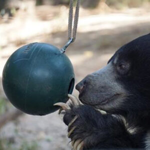 A large brown bear playing with a special zoo animal toy ball