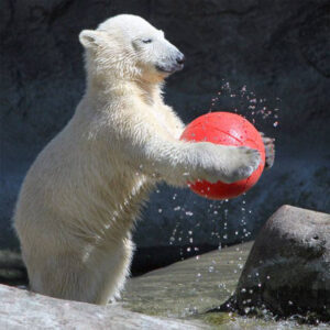 A polar bear playing with a large red zoo animal toy ball