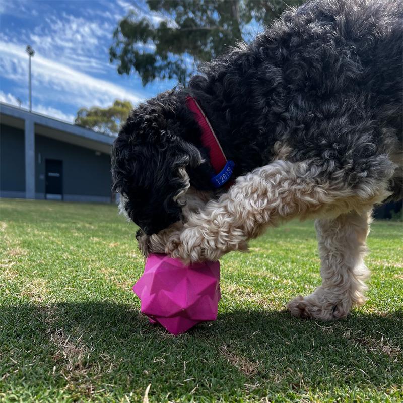 Dog playing with a pink monster treat ball. One paw on top and sniffing at the ball