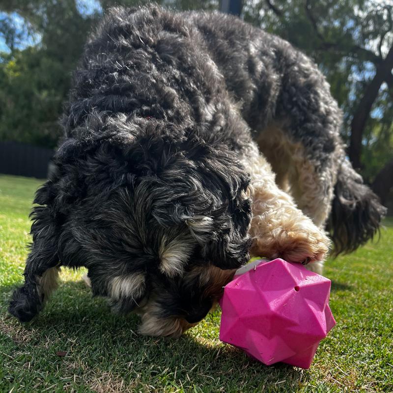 Dropshipping Dog Toys - Aussie Dog