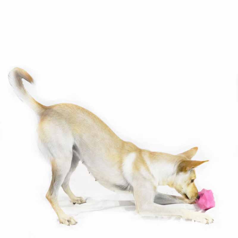Dog sniffing pink monster treat ball