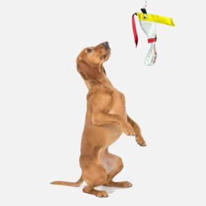 Dog sitting up to play with the standard Bungee Chook dog toy