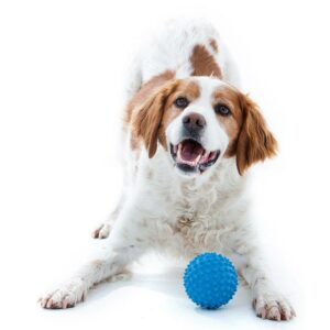 Dog playing with blue catch-ball