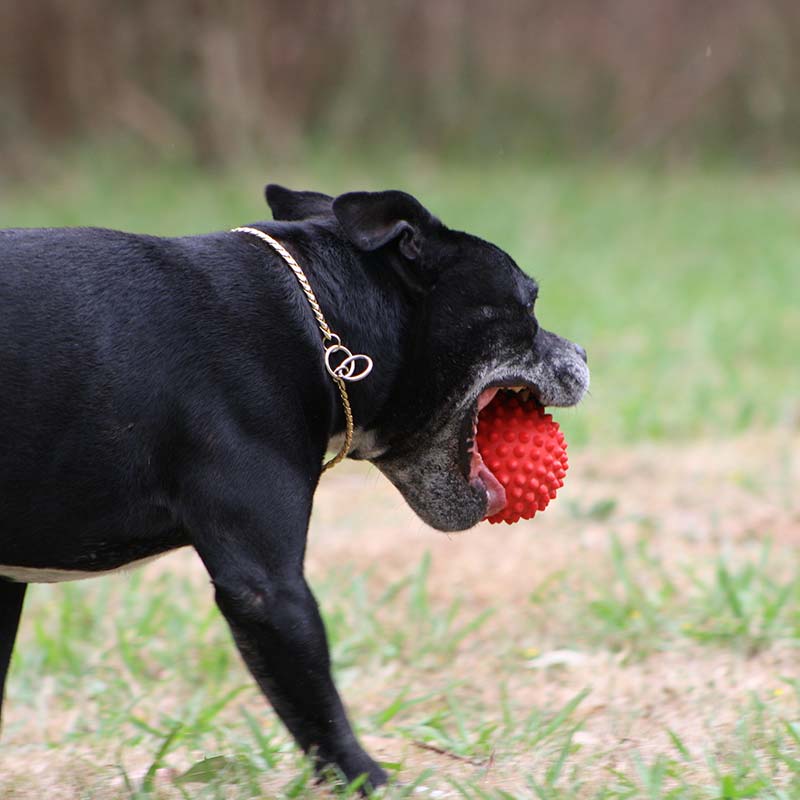 Staffy with red Catch Ball in her mouth at the park