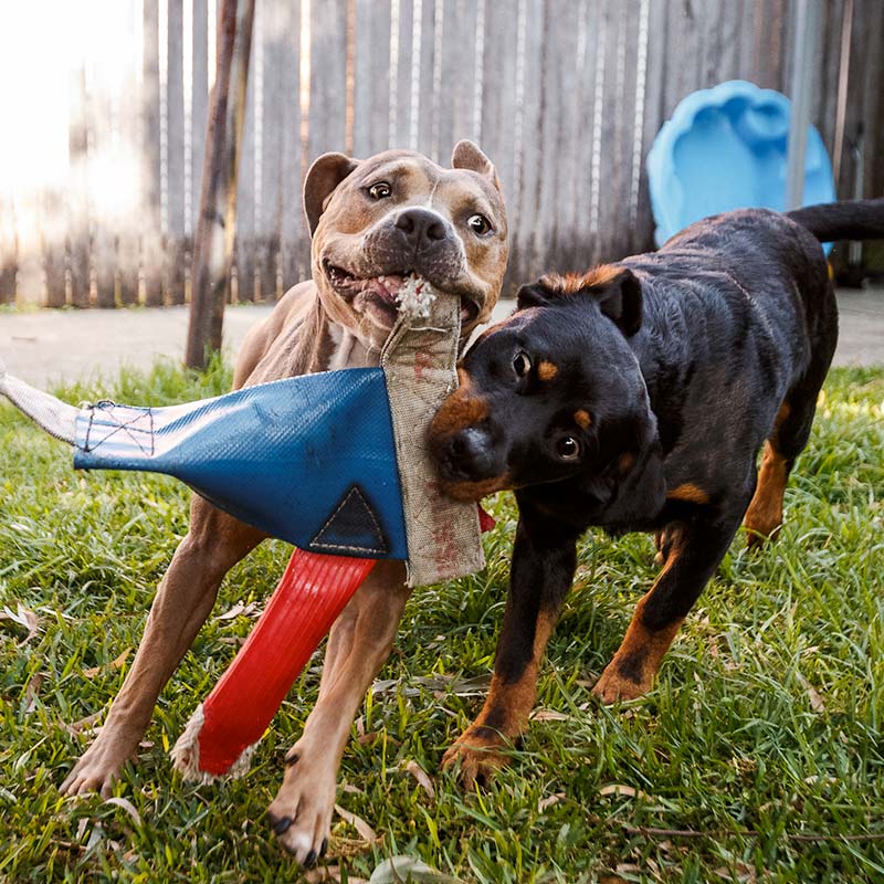 two dogs playing with the Chook Heavy Duty dog toy