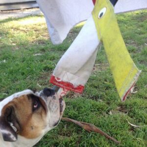 Bulldog chewing and tugging on the Chook Standard sized dog toy