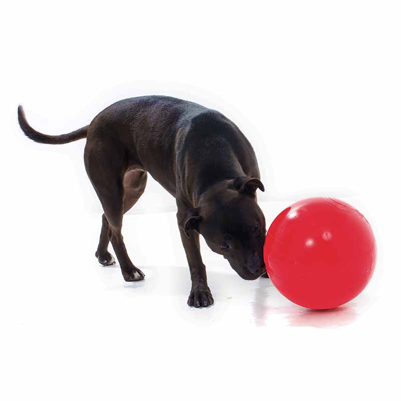 Staffy sniffing an extra large red Tucker ball for kibble