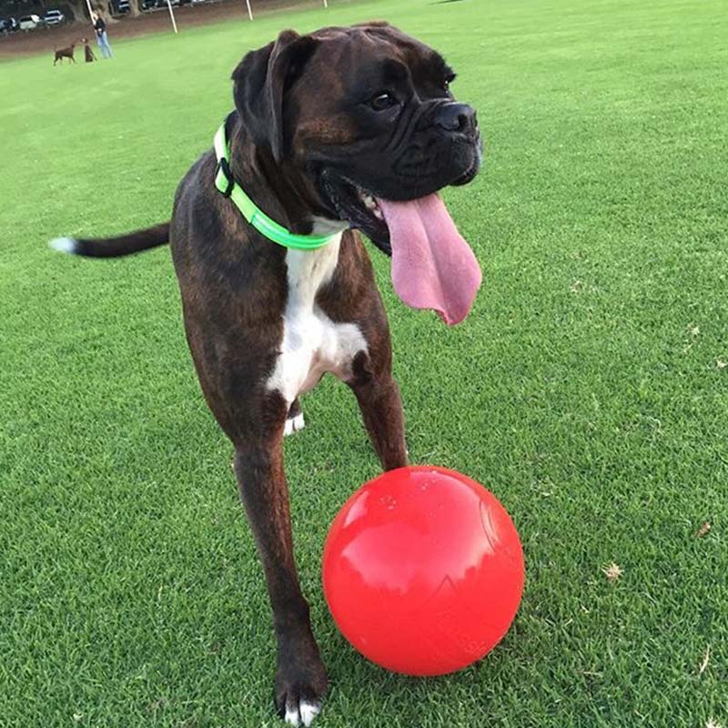 Large dog playing with large Enduro Ball
