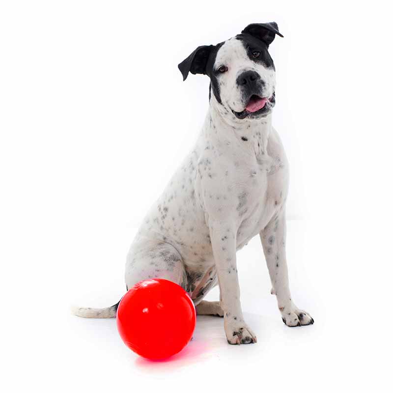 Dog sitting with an extra large red Tucker ball for kibble