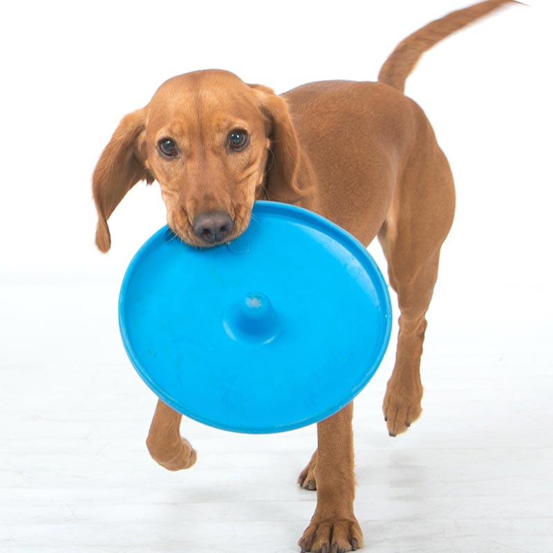 Puppy with blue frisbee in its mouth