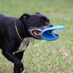 Staffy dog chewing on blue frisbee