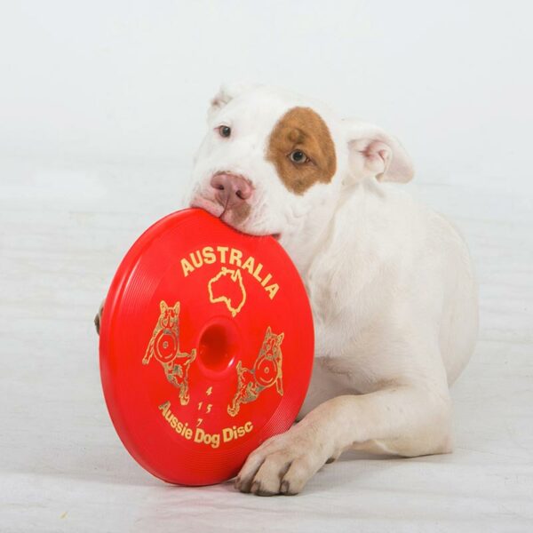 Dog chewing red frisbee
