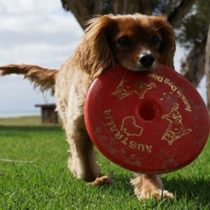 Small dog returning tough red frisbee