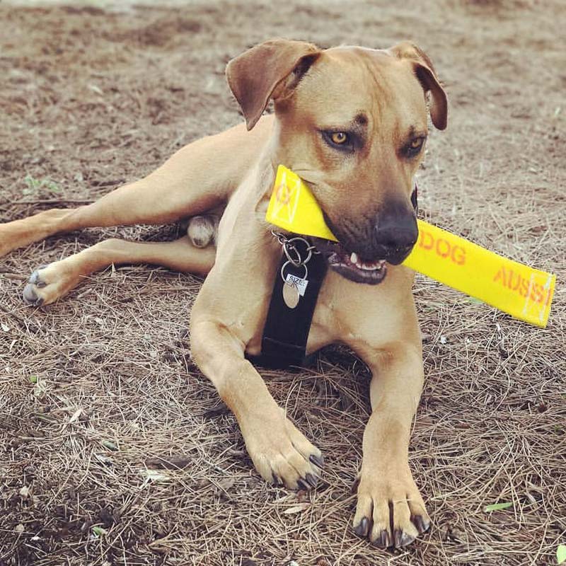 Rhodesian Ridgeback chewing on the Get it dog toy for large dogs