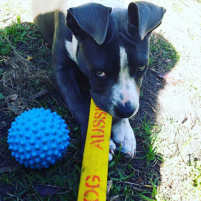 Dog chewing on chew toy with a blue ball