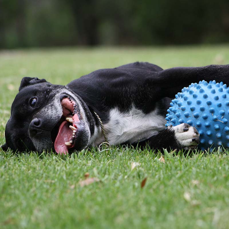 Staffy playing with blue ball