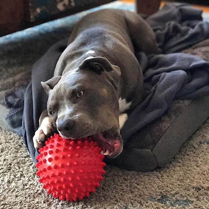 Staffy chewing on a red Mitch Ball