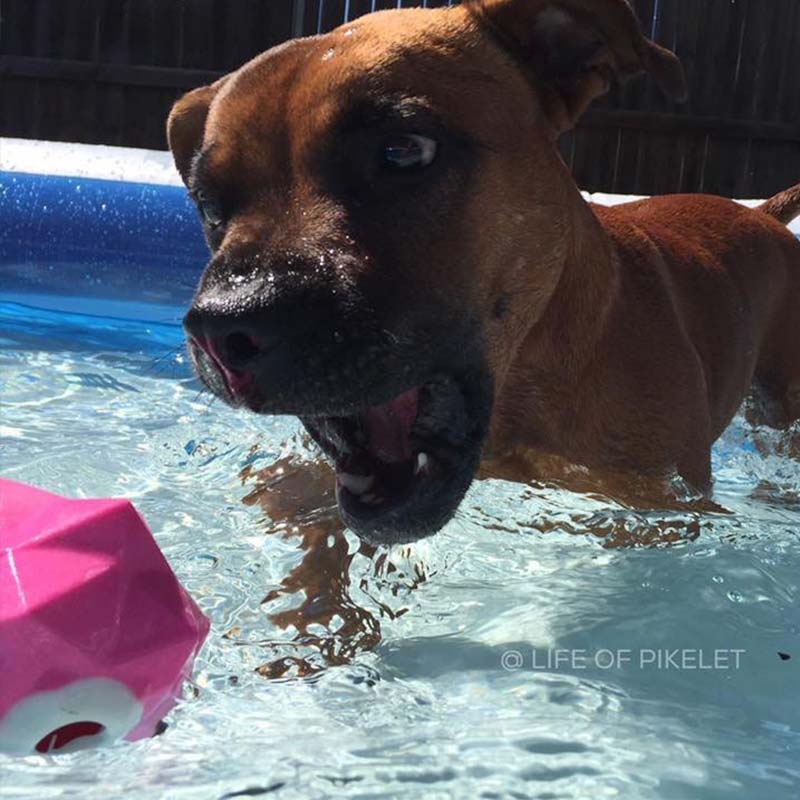 Dog in pool playing with a pink Monster Ball