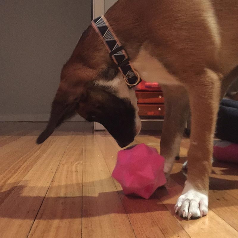 Dog looking into pink monter treat ball