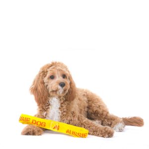 Small Cavoodle sitting with an interative dog toy