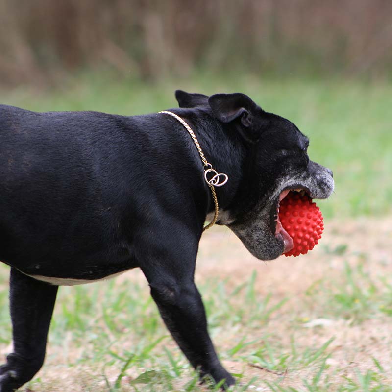 Dog with ball in its mouth