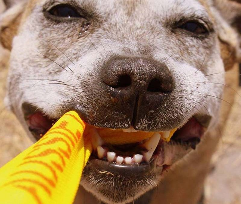Dog chewing on dog toy