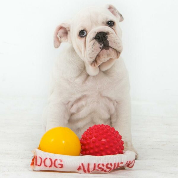 White bulldog with range of dog toys for puppies
