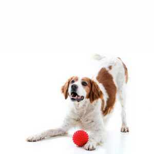 Dog playing with small red ball