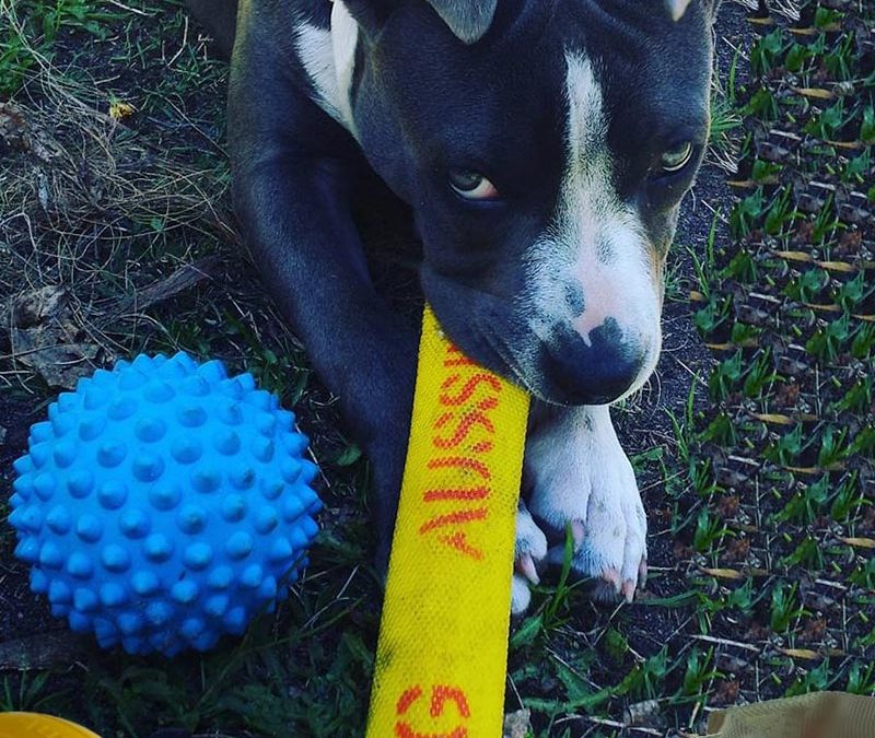 Staffy pup chewing on tough dog toy