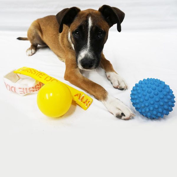 Puppy with yellow and blue catch balls and chew toy