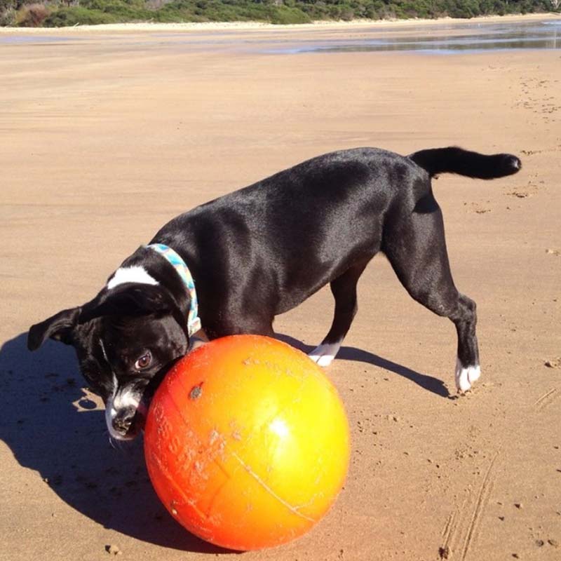 Staffy Dog Playing with a ball on the beach
