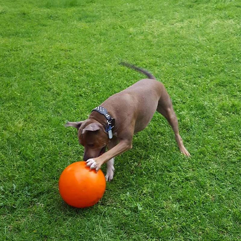 Staffie Dog Play Ball