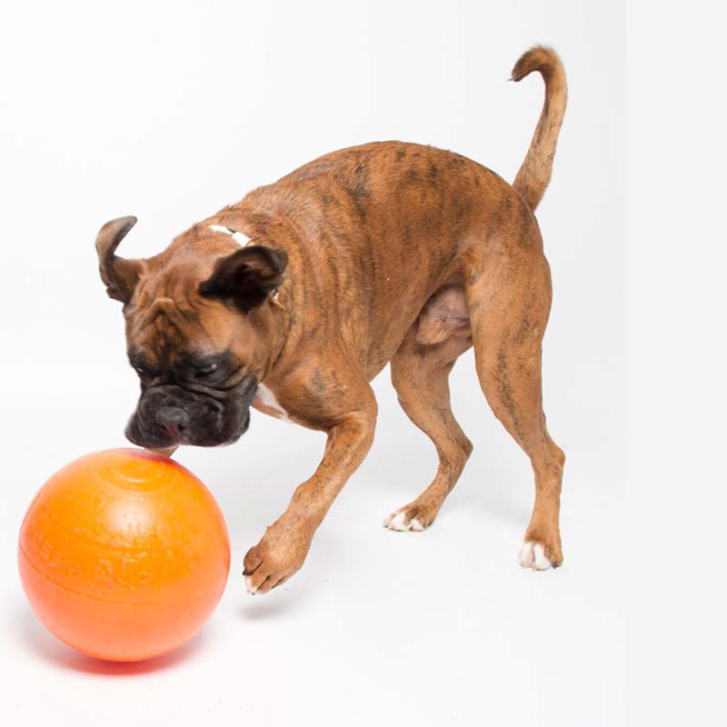 Staffie Dog Play Ball