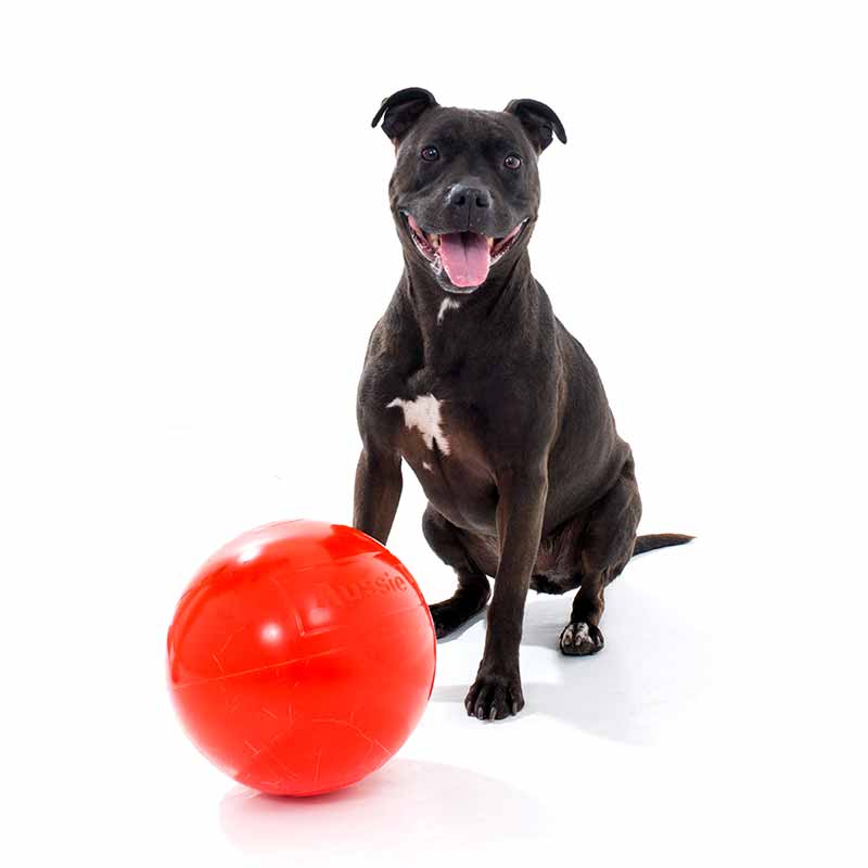 Staffy with red tough red staffy ball