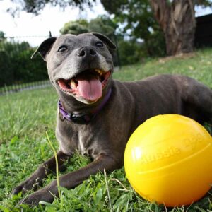 Staffy Dog playing with medium sized yellow tucker ball