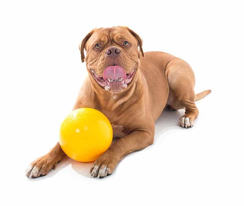 Large dog with medium yellow tucker ball for kibble