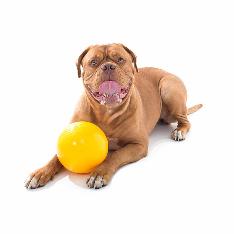 Large dog with medium yellow tucker ball for kibble