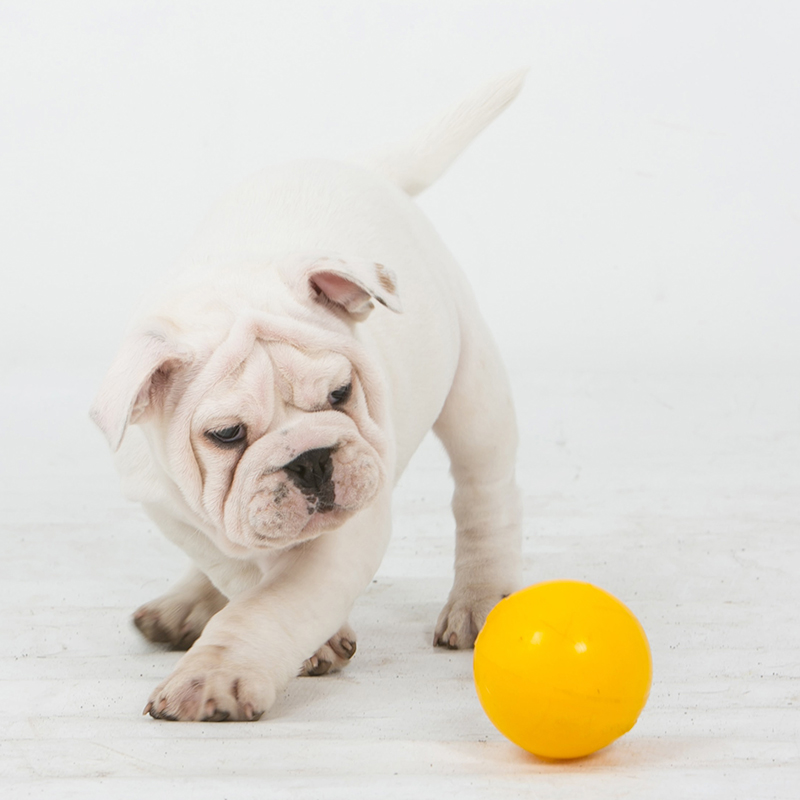 Puppy with mini yellow tucker ball