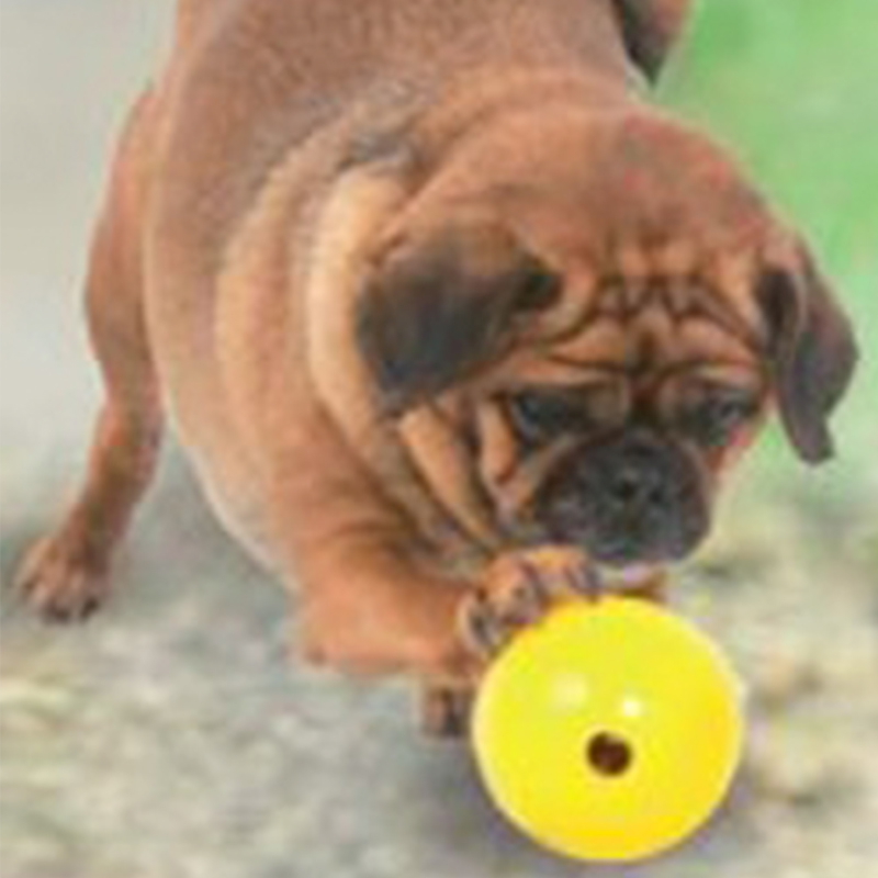 Puppy playing with mini yellow tucker ball looking for treats