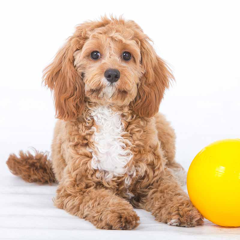Small dog and small yellow tucker ball