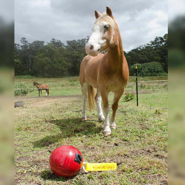 Jiggy horse ball for chalf and interactive play