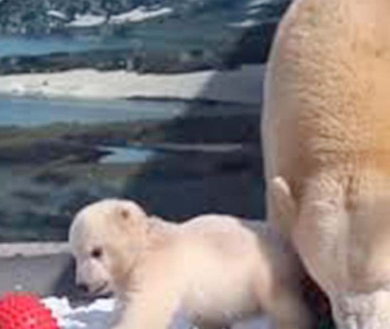 polar bears playing with a ball at seaworld in queensland