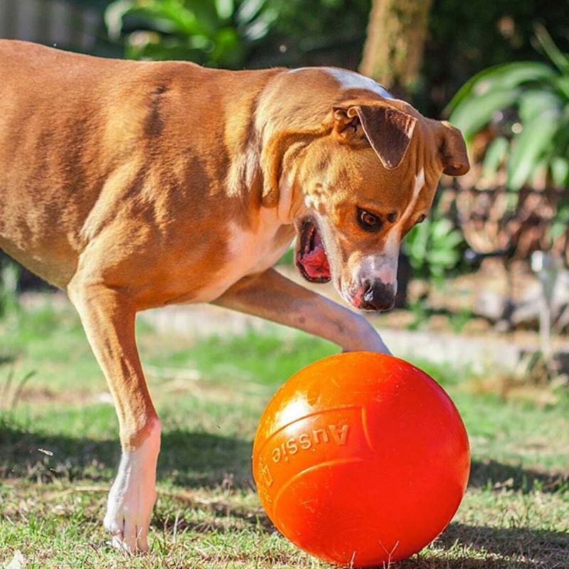 Dog playing with tough Staffy ball