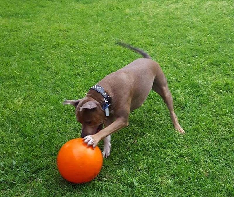 Staffy dog playing with tough staffy ball
