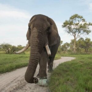 elephant walking with new elephant boot
