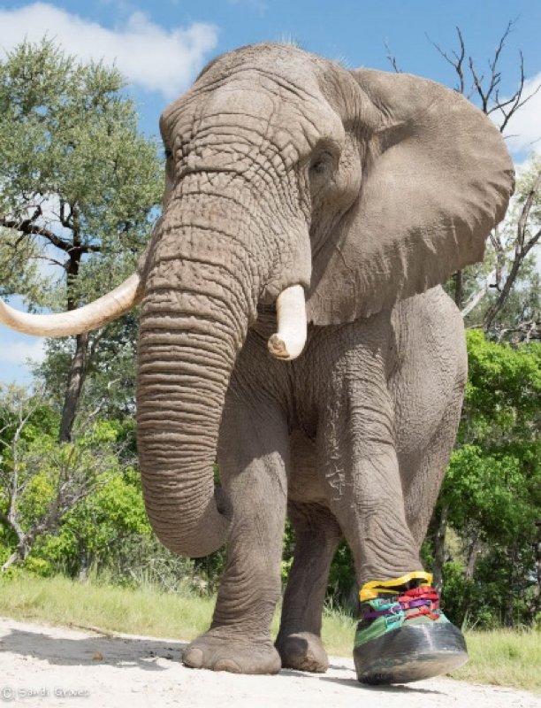 Happy elephant with new boot