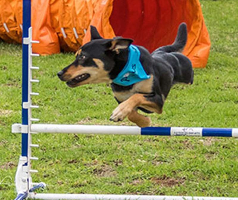 kelpie jumping in updog challenge